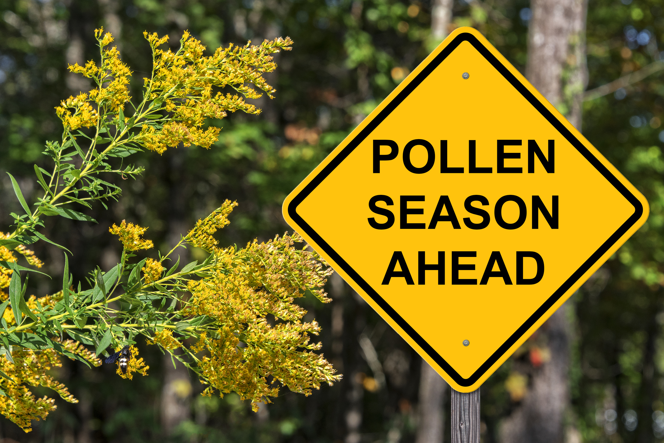 A sign saying pollen season next to a wild flower.